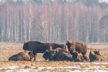 The European bison (Bison bonasus)