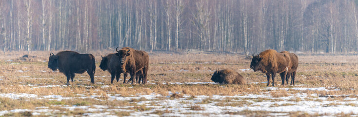 The European bison (Bison bonasus) 