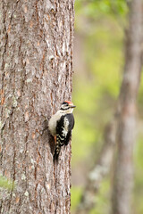 Great spotted woodpecker, Dendrocopos major on a pine trunk in the forest