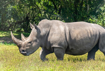 Obraz premium Aggressive rhinoceros close-up from the side