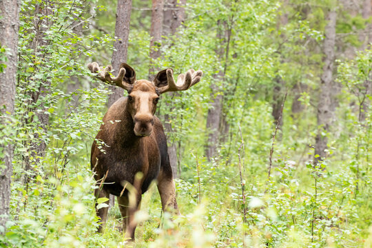 Big wild male mammal, an elk, Alces alces standing in the forest in Finnish wilderness