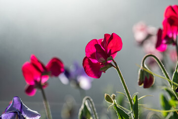 Colorful sweet pea flowers in summer.