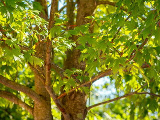 Fototapeta premium selective focus of Norway maple (Acer platanoides) leafs in springtime with blurred background