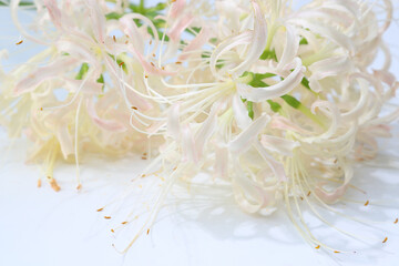 白背景の白のリコリス