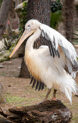 Dalmatian pelican is cleaning and drying feathers, big white bird close up 