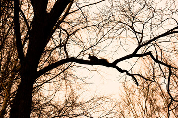 Fast squirrel running across a tree branch.