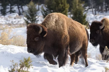 Rolgordijnen Herd of American Bison, Yellowstone National Park. Winter scene. © Gary