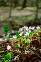 Ranunculaceae mountain flower close-up