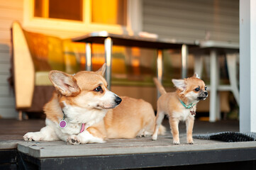 Corgi and chihuahua resting together on the porch at the house