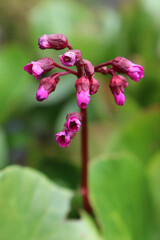 Closeup view of the spike of flowers on a bergenia plant
