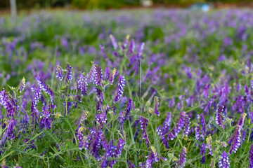 Fioletowe kwiaty © Agnieszka