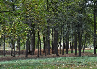 autumn park. The beginning of autumn in the park
