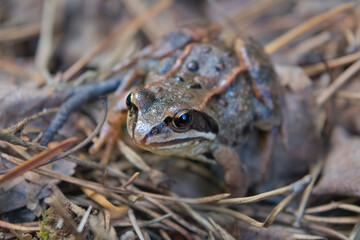 Portrait of an earthen frog in the forest close-up.