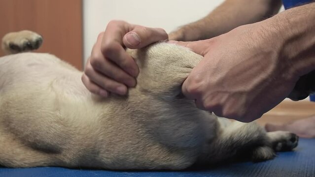 Vet therapist massage pug dog on the mat. Rehabilitation treatment and care of pets after injuries. relieving pain and cramps in joints