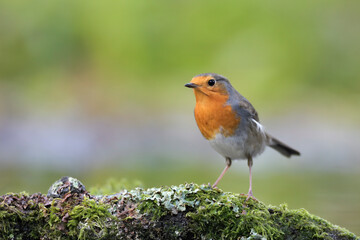 rotkehlchen erithacus rubecula