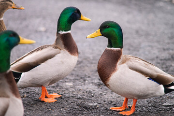Mallads waddle through a parking lot in February.