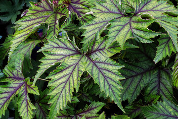 Closeup of the green and purple leaves on a dropwort plant