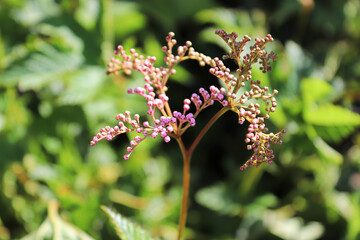 Closeup of the flower buds stalk on a dropwort plant