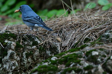 PINZÓN AZUL