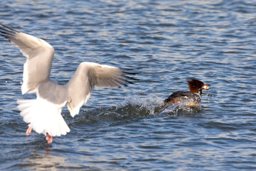 The Herring Gull (Larus argentatus) chasing the Common merganser ( Mergus merganser) with caught fish
