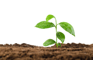 soil and plant with water drops on isolated white background