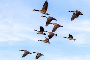 The Flock of Canada geese (Branta canadensis) in flight
