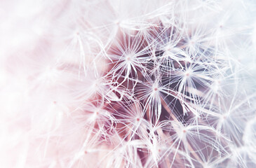light macro background of dandelion seeds
