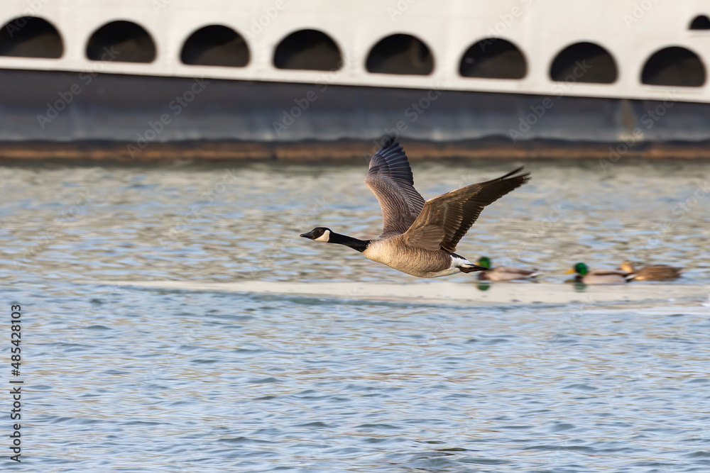 Wall mural Canada goose (Branta canadensis) in flight. Natural scene from Wisconsin, USA