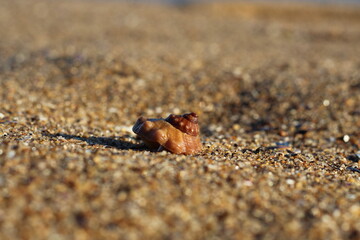 Conchas do mar