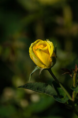 flores y plantas, en la naturaleza, rosas para el amor, enamorados