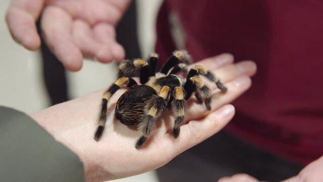 The girl holds a spider on her arm Brachypelma smithi - Mexican redknee tarantul.