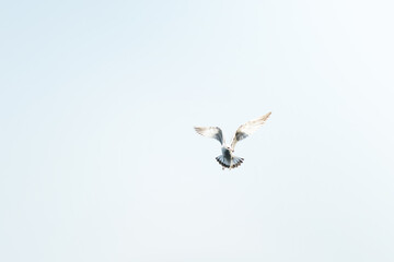 gulls