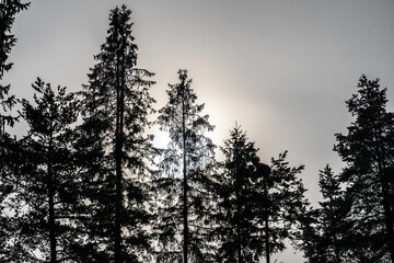Nadelbäume im Nebel