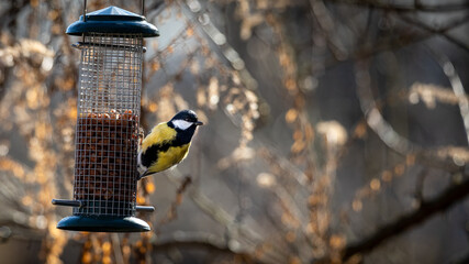 A great tit sitting on feeding place (great tit, Kohlmeise, Parus major), backlight, blurred...
