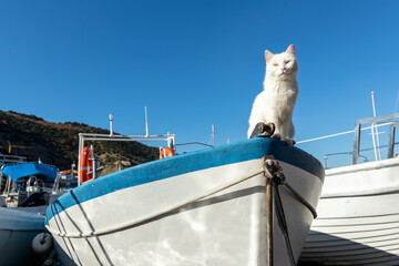 Cute funny white street skipper cat enjoy warm summer sun light sitting on vintage wooden sailing...