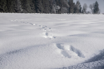 Tierspuren im Schnee