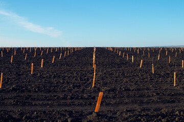 View of a black field with rows of small seedlings of fruit trees in animal protection bags. Agriculture, gardening. Spring planting. Artificial grain. Soft focus.