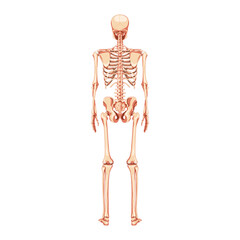 Skeleton Human back posterior view. Realistic flat natural color concept Anatomical physiology Vector illustration of anatomy isolated on white background for medical atlas or educational textbook.