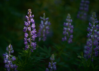 Obraz premium lavender flowers in the field