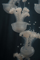 jellyfish
