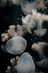 jellyfish