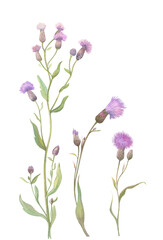 Naklejka premium Watercolor set of field thistle flower