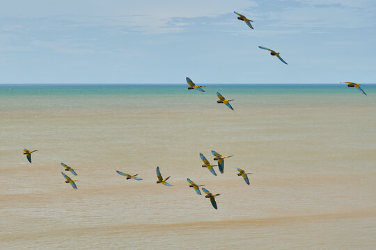 Colonia de Loros Barranqueros en las cercan&iacute;as del balneario El C&oacute;ndor en Rio Negro, Patagonia Argentina.
