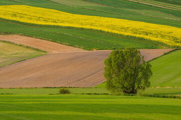 Fototapeta premium Agricultural fields in Roztocze. Poland. Spring