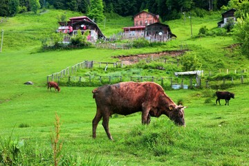 cows grazing in a field
