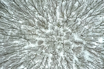 Snowy forest aerial view, shot from a drone