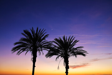 palm tree at sunset, palm silhouette, palm trees at sunset