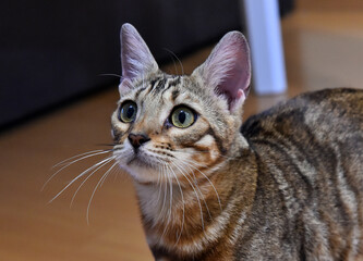 un bonito gato con grandes ojos