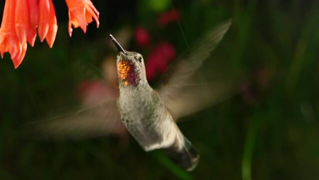 Hummingbird with shiny feather visiting Fuchsia Coralle in rain with zooming and panning