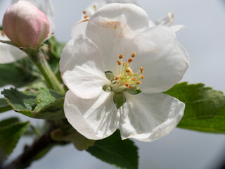 White cherry blossom on the branch
